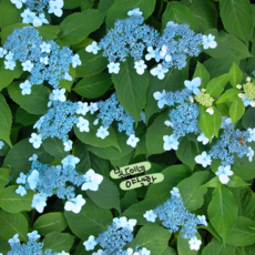 산수국 [4포트] 소품 (복남이네 야생화 모종 토종식물 hydrangea), 1개