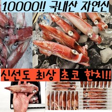 믿을 수 있는 신선함 국내산 초코한치 한치 1kg(5-7미)[MC인증00006], 1박스, 1kg(5-7미))