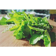 생바질100g