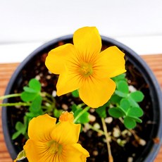 사랑초키우기
