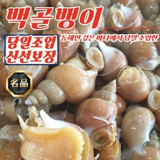 동해안 자연산 활 백골뱅이 1kg 중 (25-35미), 1개