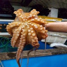배꼽돌