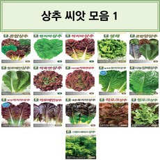 미니컵로메인