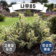 삼색병꽃나무