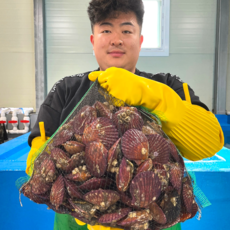 남해안 청정해역 통영 당일조업 산지직송 생물 명품 홍가리비 비단가리비, 홍 가리비 1kg (30-25미), 1개