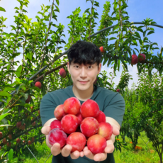 살구 TOP01