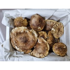 국내 자연산 송이버섯 (먹거리용 핀송이) 1kg, 1, 1개