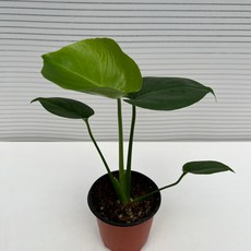 델리치오사키우기