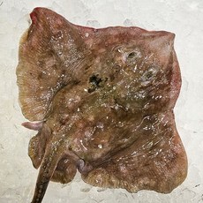 동해안 생물 냉동 반건조 가오리 날개 손질 찜용 회무침 1kg 초장, 1개, 1kg 냉동 찜용