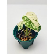 Monstera Deliciosa Mint Variegata 몬스테라 델리시오사 민트 바리에가타