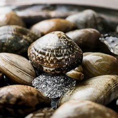 당일어획 통영 바지락 제철 활 바지락조개 해감, 1개, 5kg