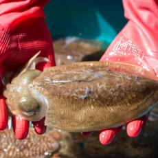 국내산 당일조업 싱싱한 활 갑오징어 1kg Squid (3~7미) 급냉