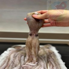 DDH 낙지 1KG 식당용식자재 냉동낙지, 1개