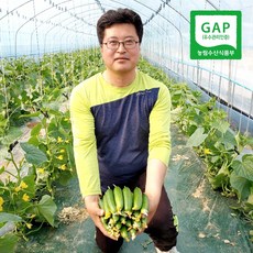 양주 은아농장 [산지직송][당일수확] 신선하고 맛있는 미니오이 1박스