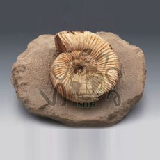 암모나이트전시용화석(Ammonite)