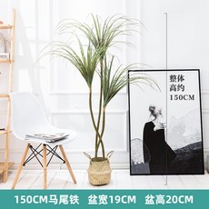 드라세나마지나타