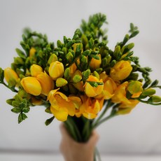 햇살가득 프리지아 후리지아 10줄20줄 봄꽃 양재꽃시장생화 꽃배달싼곳 메종드보타닉, 10줄, 노랑