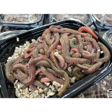 초신선 매일입고 청개비 100G 청갯지렁이 청지렁이 청거시 생활낚시 만능미끼 볼락 백조기 장어 원투낚시, 1개