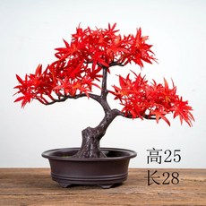 단풍나무분재 TOP01