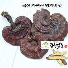 자연산영지버섯