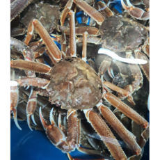 러시아대게1.8kg