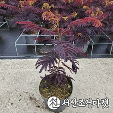 자엽자귀 나무 썸머초콜릿 C2화분 묘목 서산조경마켓