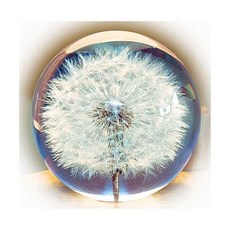 하포드단델리온