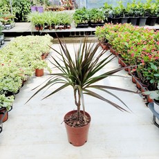 드라세나마지나타