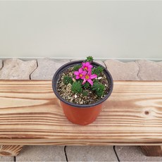 오후햇살 목사랑초(소품)