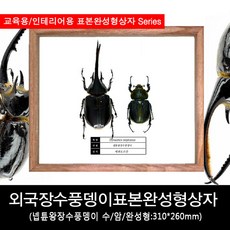외국장수풍뎅이표본완성형상자310mmx260mm