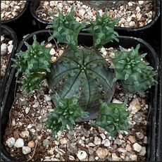 샘트라이크종류