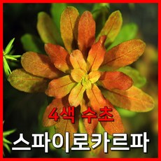 [수초농부] 루드위지아 스파이로카르파 4색 수초, 2개