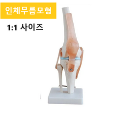 인체해부학대백과 TOP01