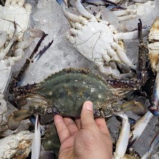 꽃게 24년 살아있는 활꽃게 1kg 경인서부수협중개인 10번 날아라꽃게, 1개, 활숫꽃게 1kg(빙장포장4-6미)