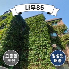 (나무85) 미국담쟁이 포트 (10개묶음)