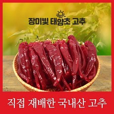 건청양고추