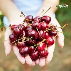식탐대첩 항공 직수입 생 체리 3kg (9.5row), 4개