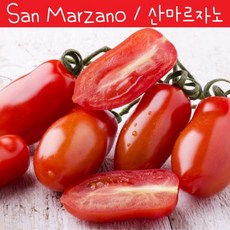 San Marzano 이탈리아 산마르자노 소스 토마토 희귀토마토 씨앗 교육 체험용, 1개