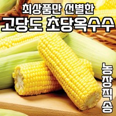 최상품만 선별한 초당옥수수 10개 20개 국산 특 생초당 산지직송 박스