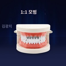 구강 양치 치과장비 이빨 실기 실습용, 모범 1:1, 1개