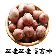 감자시세-추천-상품