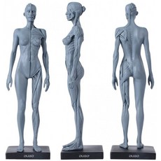 오오보 치과 새 여성 해부학 두개골 머리 모형 근육 뼈(30cm) 높이:, 단일옵션