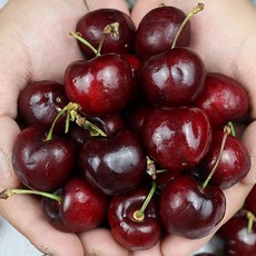 푸드꾸미 칠레 왕 생 체리, 1박스, 1.6kg(생체리)