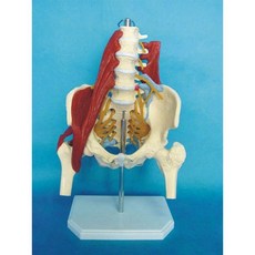 골반 모형 근육 장요근 대요근 장골근 요추 천골 장골 천장관절 한의학 의학 정형외과 해부 모델