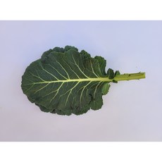 쌈케일1kg