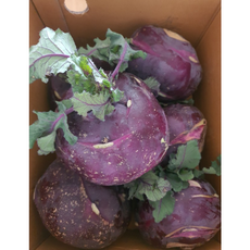 신선한 제주 콜라비 최상품 산지직송, 1개, 5kg (6-9개)