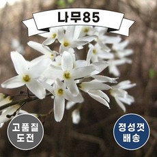 추천8미선나무