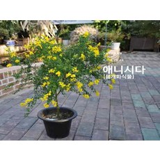 애니시다(큰화분), 1개