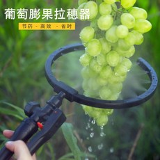 지베렐린처리기