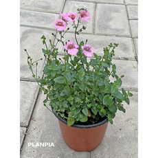 다이시아 야생화 봄꽃